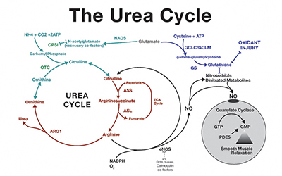 amino acid urea cycle